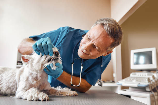 Best Emergency Dentist for Knocked-Out Tooth in West Milton, PA